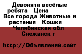 Девонята весёлые ребята › Цена ­ 25 000 - Все города Животные и растения » Кошки   . Челябинская обл.,Снежинск г.